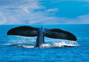 Puerto Madryn - Ballenas