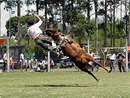 Jineteada y día de campo